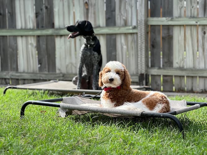 All Dogs Training Co.