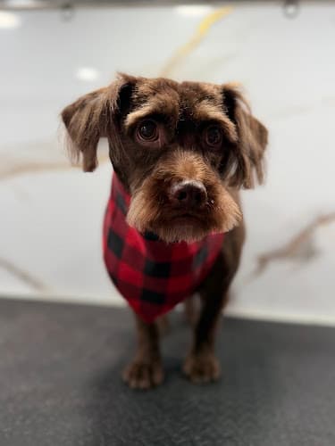 fluffy family mobile pet grooming