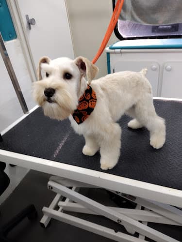 Jenn's Elite Grooming