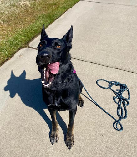 Traction Dog Training Club