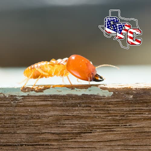 Georgetown Pest Control